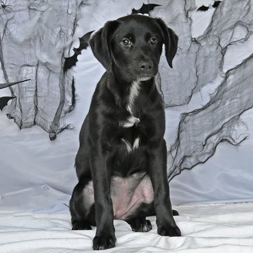 DUSKY - Unknown available for adoption