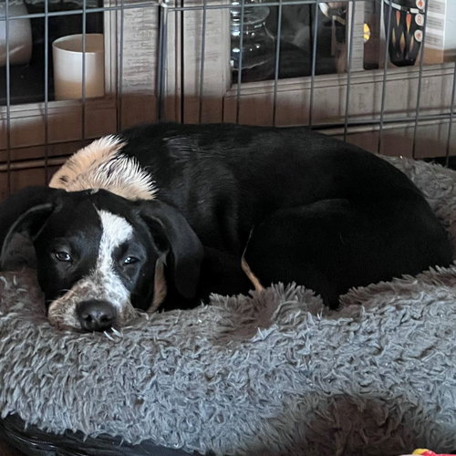 THING - Unknown available for adoption
