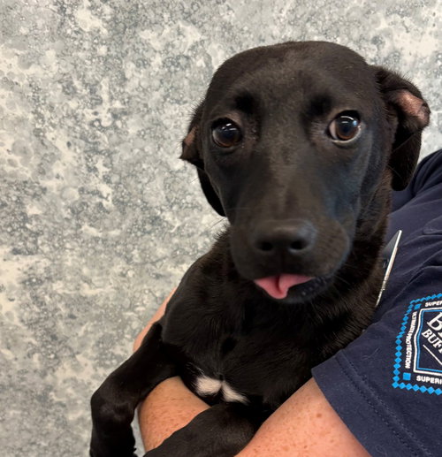 TAHOE - Unknown available for adoption