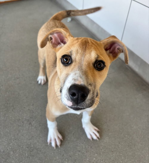 CRUMB - Unknown available for adoption