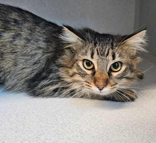 Fruit, Young Mixed, cat for adoption in Santee, California