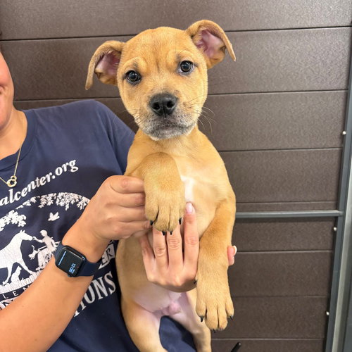 MISTLETOE - Unknown available for adoption