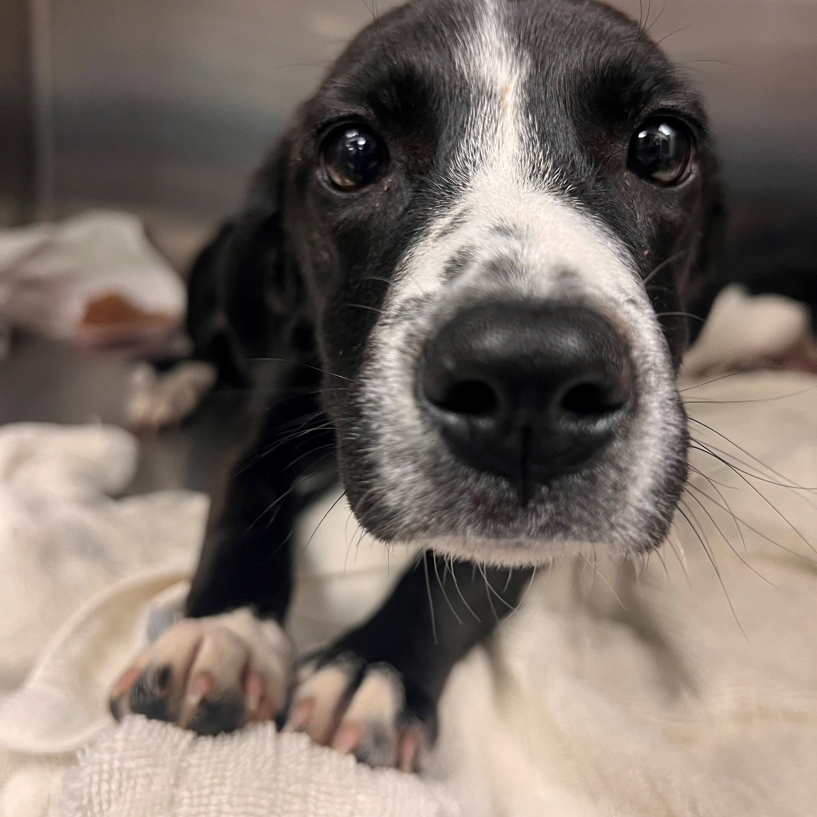 Fudge Image