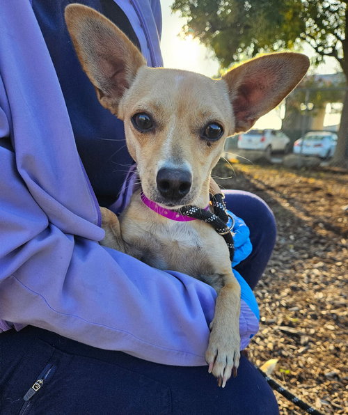 FLAME - Unknown available for adoption
