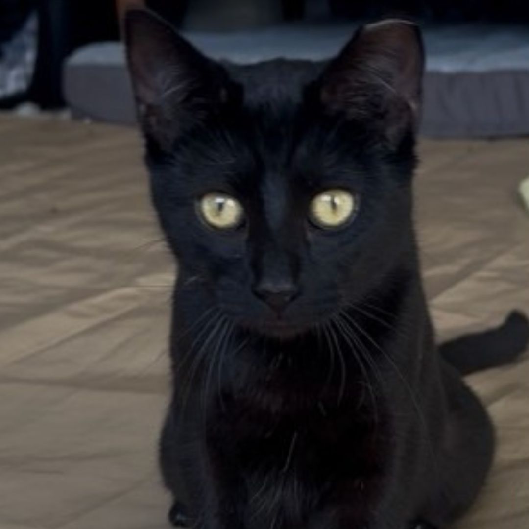 Mrs. Claws Image