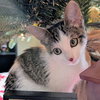 Biscuit - Photo 1