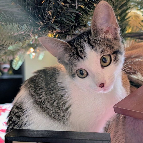 BISCUIT - Unknown available for adoption