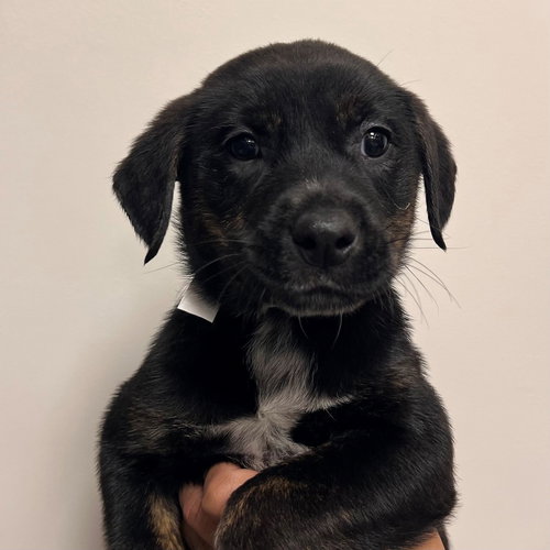 CLARA - Unknown available for adoption
