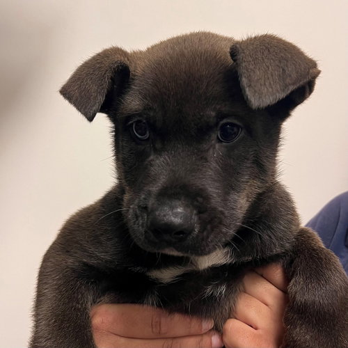EBENEZER - Unknown available for adoption