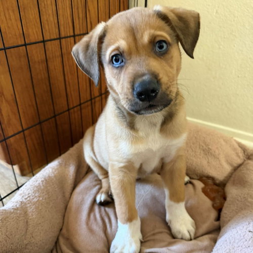 MARLEY - Unknown available for adoption