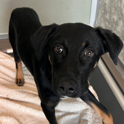SAGE - Unknown available for adoption