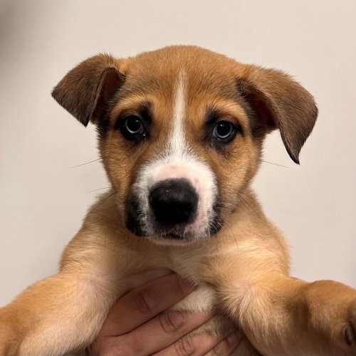 SCROOGE - Unknown available for adoption
