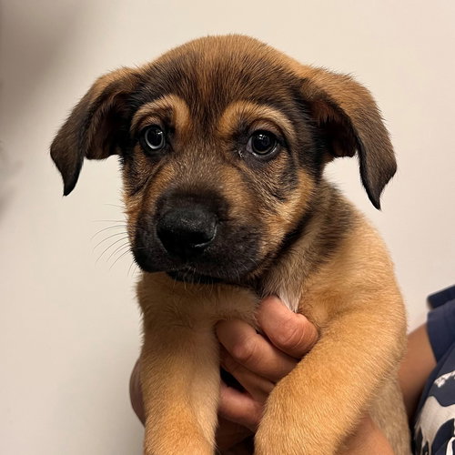 TINY TIMMY - Unknown available for adoption