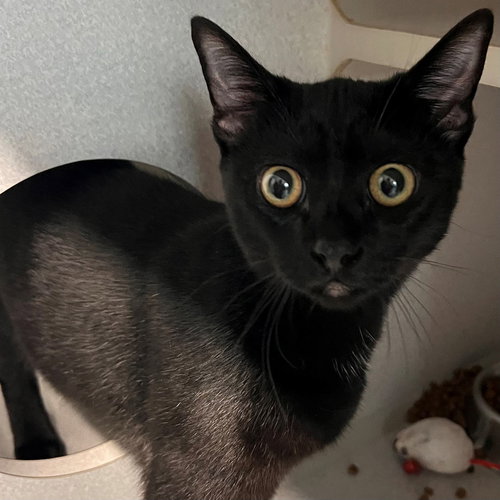 FATHER TIME - Unknown available for adoption