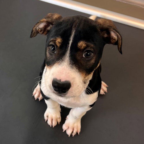 HANS - Unknown available for adoption