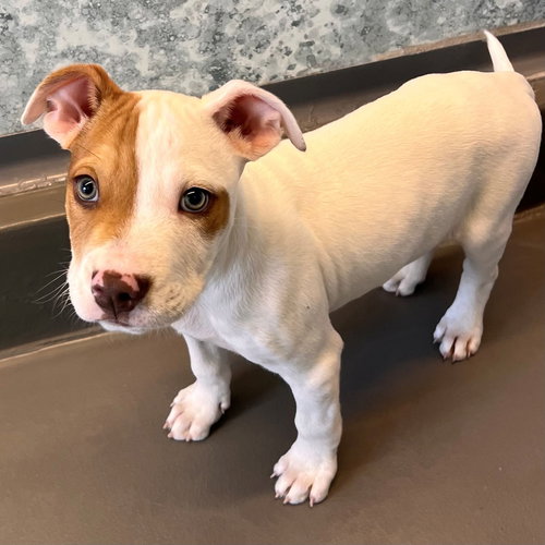 CHRISTOFF - Unknown available for adoption