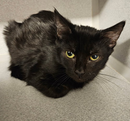 TRUFFLE - Unknown available for adoption