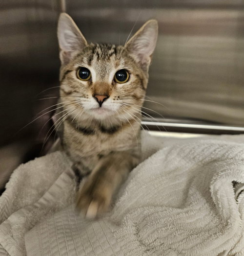 CALLING - Unknown available for adoption