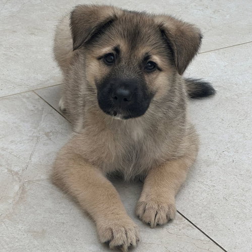 PEAR - Unknown available for adoption