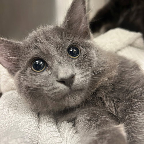 DINNER - Unknown available for adoption