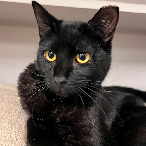 GLIMMER - Unknown available for adoption