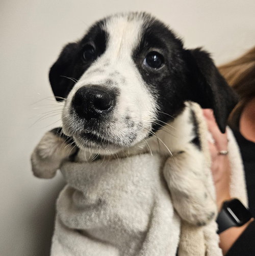 CASHEW - Unknown available for adoption