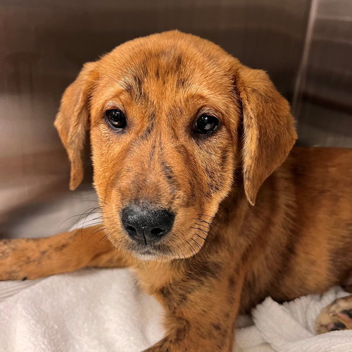MACADAMIA - Unknown available for adoption