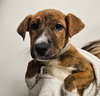 Peanut - Photo 1