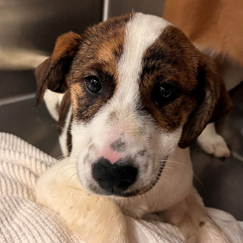 CHESTNUT - Unknown available for adoption