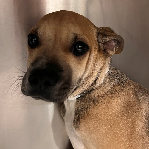 PUMPKIN PIE - Unknown available for adoption
