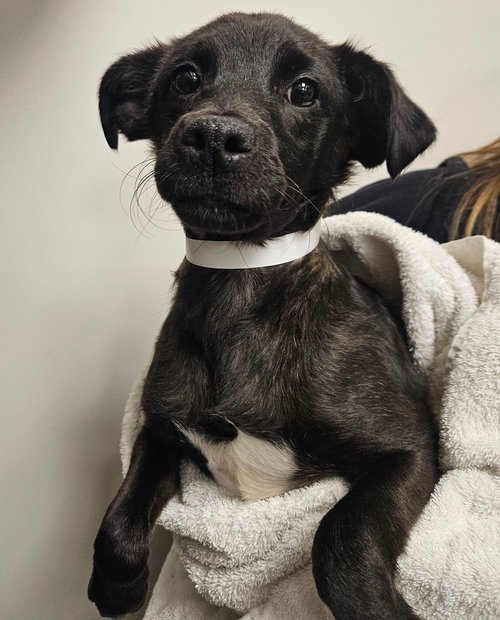 BROWNIE - Unknown available for adoption