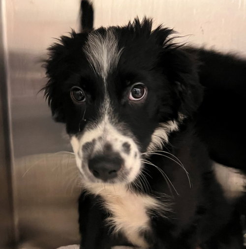 SNOWMAN - Unknown available for adoption