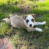 Peppermint Patty - Photo 1