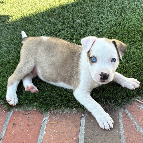 SCHROEDER - Unknown available for adoption