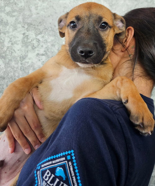 GOUDA - Unknown available for adoption