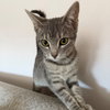 Figgy - Photo 1