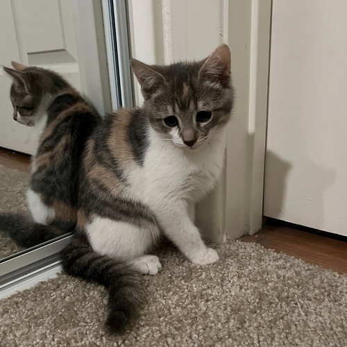 MALLOW - Unknown available for adoption