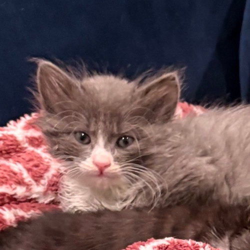 NIGHT - Unknown available for adoption