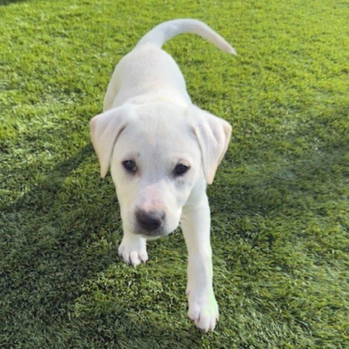 SKATE - Unknown available for adoption