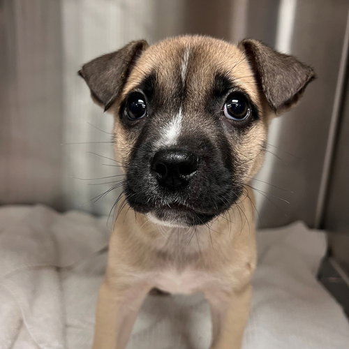 PIG PEN - Unknown available for adoption