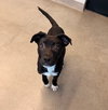 Dasher - Photo 1