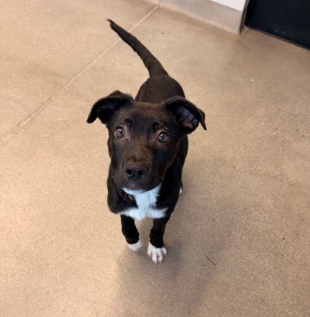 DASHER - Unknown available for adoption