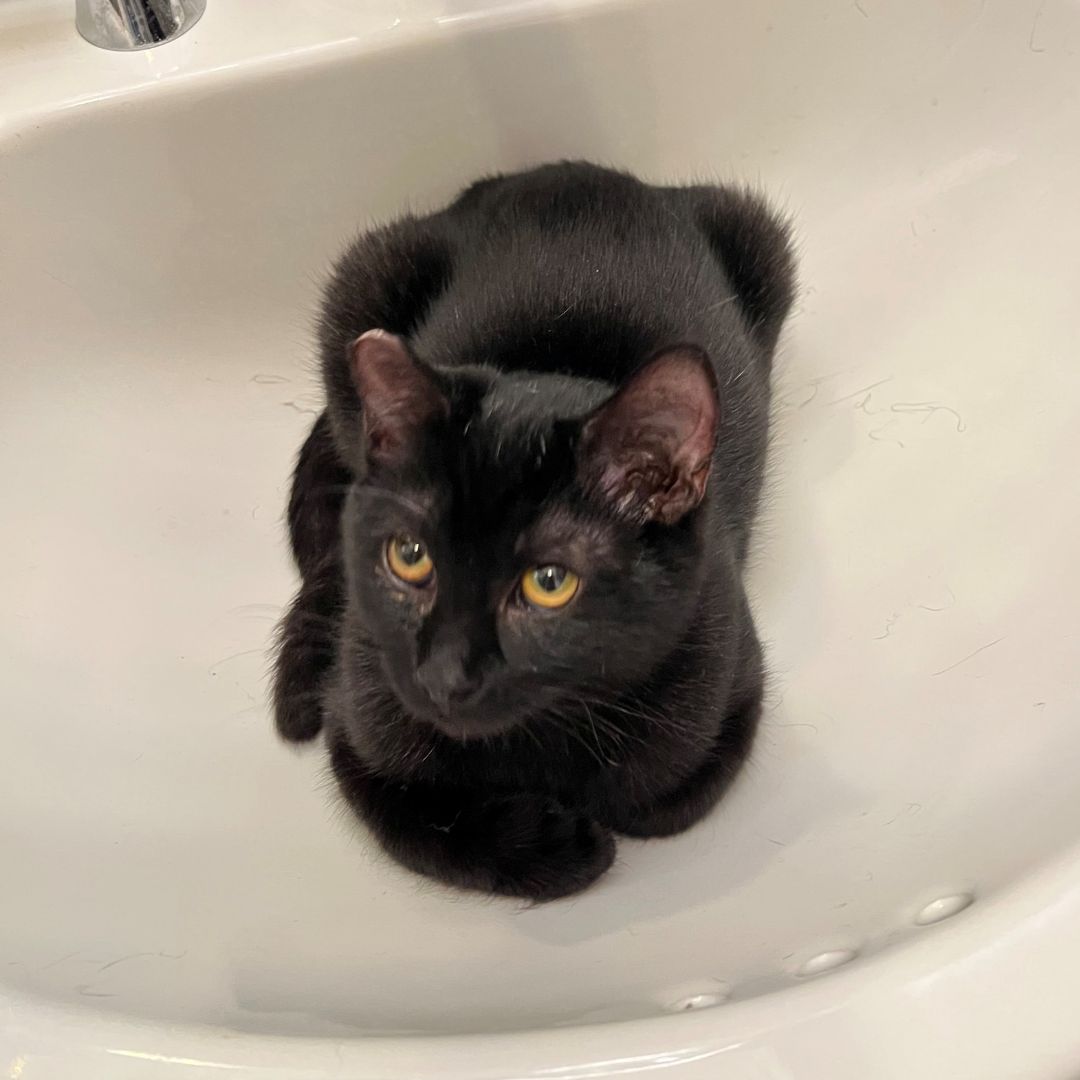 Bubba Image