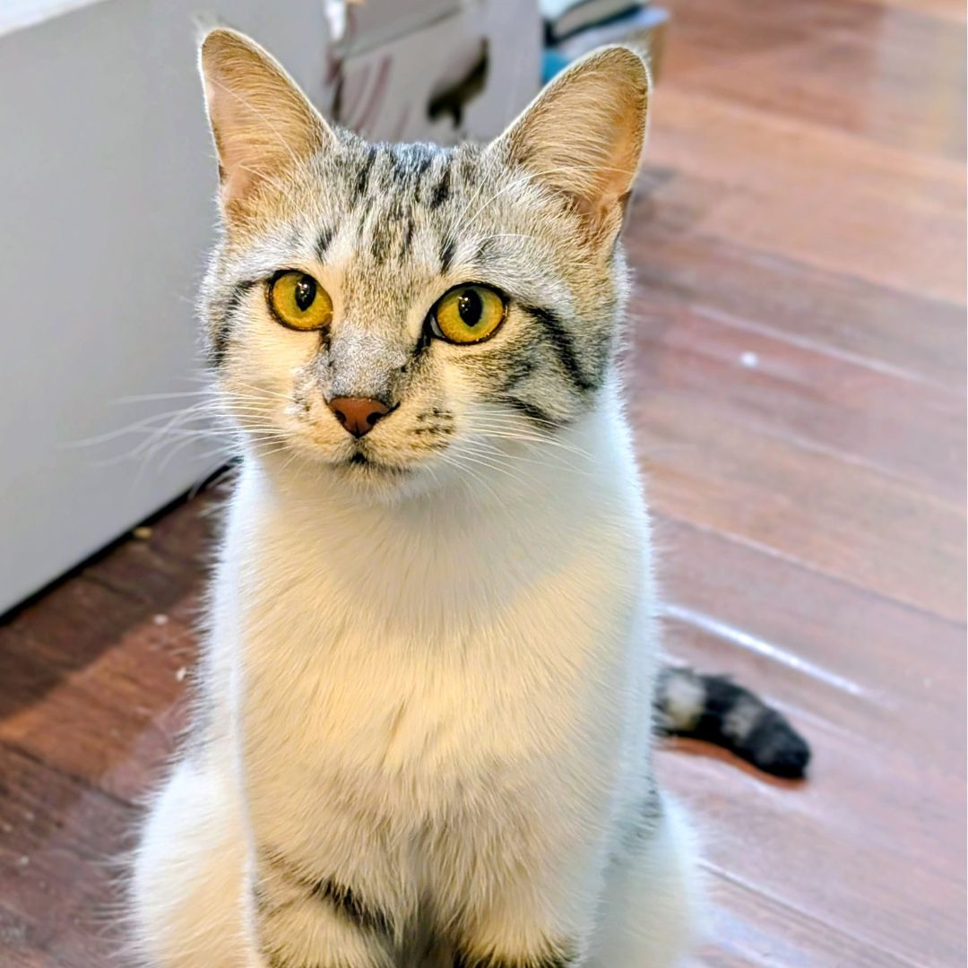 Vivian Image