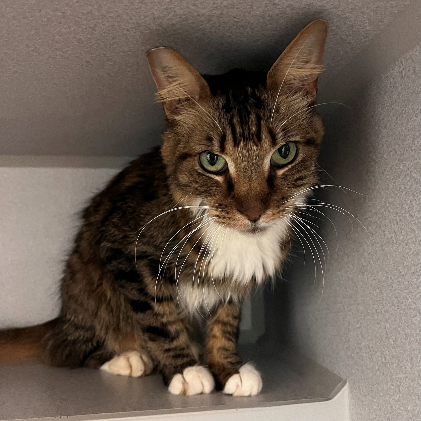 Mr. Whiskers Image