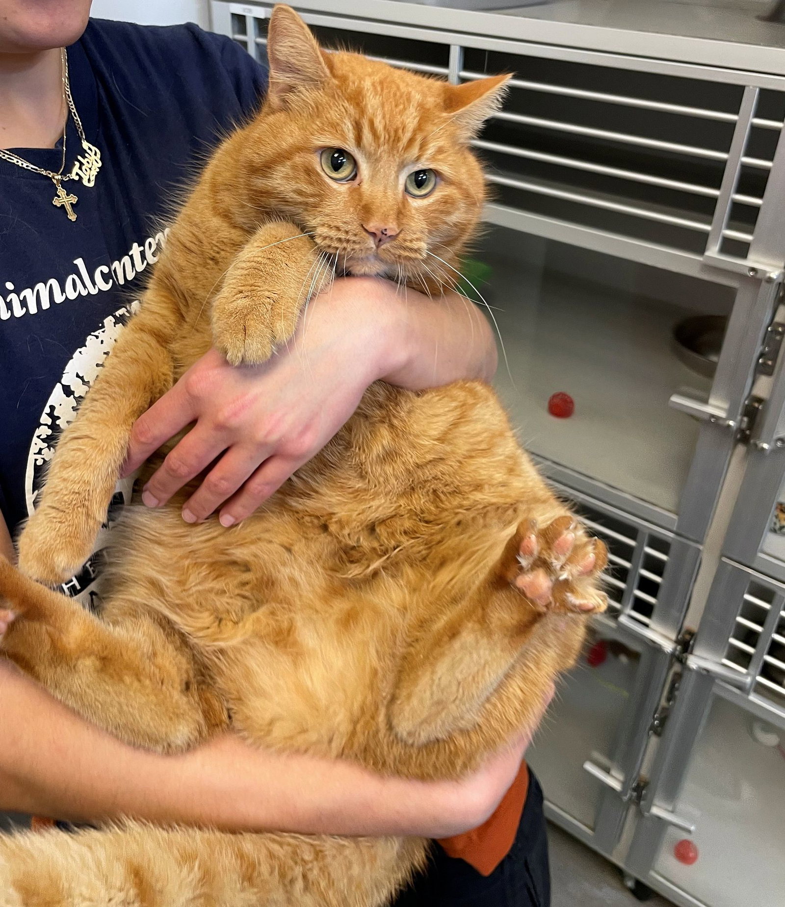 Garfield Image