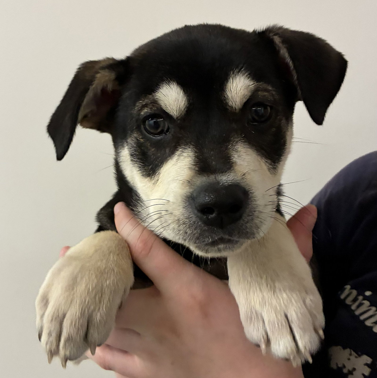 Piper Image