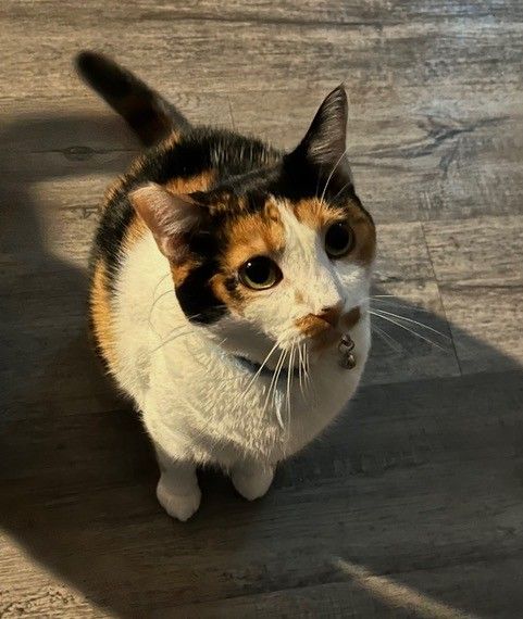 Ginger Image