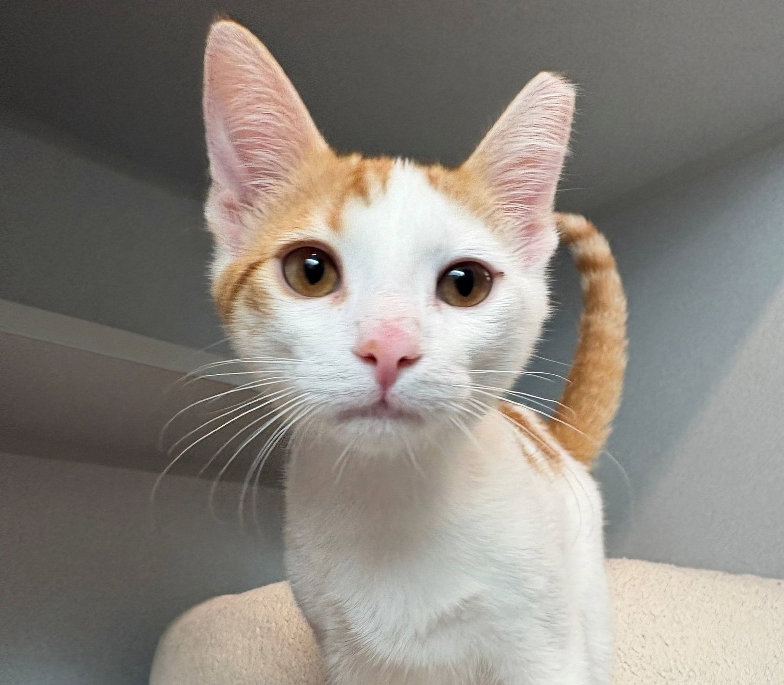 Peanut Image