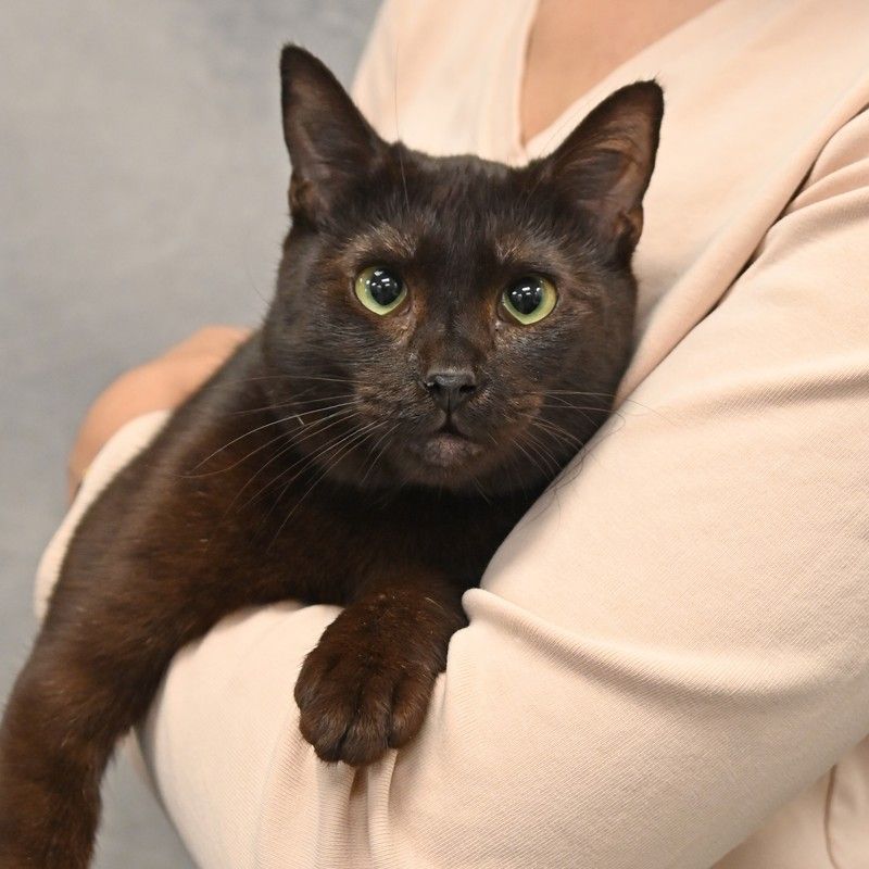 Panther Image